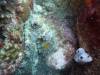 Dive4-1 Ruppert's Reef-121 Dive4-1 Ruppert's Reef