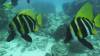 Dive4-2 Noddys Island-109 Dive4-2 Noddys Island