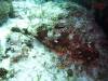 Dive4-2 Noddys Island-113 Dive4-2 Noddys Island