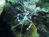 Dive4-2 Noddys Island-114 Dive4-2 Noddys Island