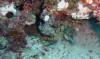 Dive4-3 Twin Caves-113 Dive4-3 Twin Caves