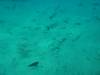 134 - Dive2-1 Comet's Hole