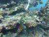 104 - Dive3-1 North Passage