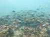 103 - Dive3-2 North Passage