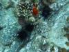 102 - Dive4-1 Ruppert's Reef