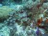 103 - Dive4-1 Ruppert's Reef