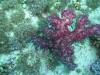 106 - Dive4-1 Ruppert's Reef