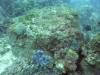 107 - Dive4-1 Ruppert's Reef