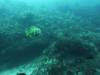 108 - Dive4-1 Ruppert's Reef