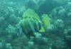 109 - Dive4-1 Ruppert's Reef