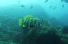 110 - Dive4-1 Ruppert's Reef