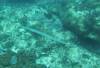 111 - Dive4-1 Ruppert's Reef