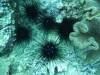 113 - Dive4-1 Ruppert's Reef