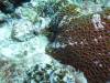 115 - Dive4-1 Ruppert's Reef