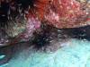119 - Dive4-1 Ruppert's Reef