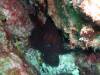 120 - Dive4-1 Ruppert's Reef
