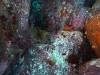 112 - Dive4-3 Twin Caves