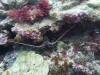 115 - Dive4-3 Twin Caves