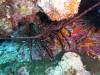 118 - Dive4-3 Twin Caves