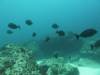 107 - Dive5-2 Boulder City