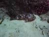 110 - Dive5-2 Boulder City