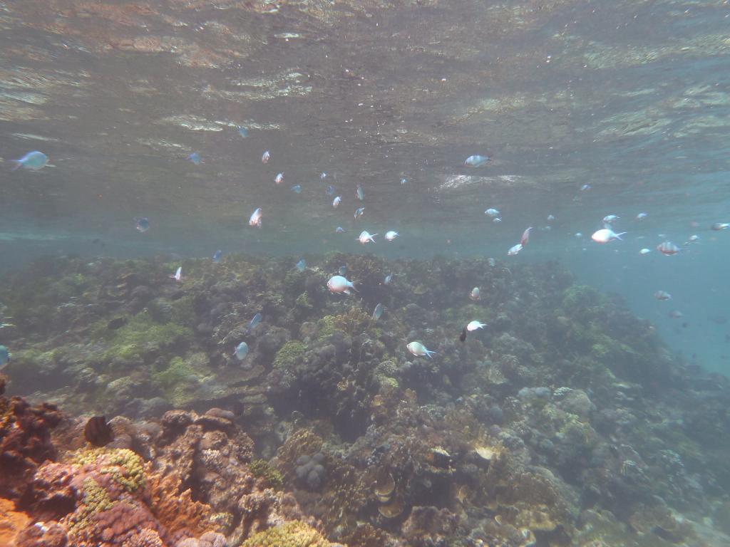 117 - Dive5-3 ERSCOT