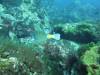 119 - Dive6-1 Rock Wall