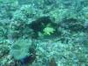 113 - Dive1-2 Eagle Rock