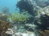 124 - Dive1-2 Eagle Rock