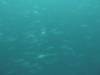 102 - Dive2-1 Pelagic Rock