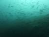 103 - Dive2-1 Pelagic Rock