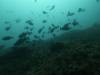 105 - Dive2-1 Pelagic Rock