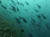 106 - Dive2-1 Pelagic Rock