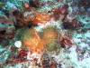 108 - Dive2-1 Pelagic Rock