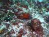 112 - Dive2-1 Pelagic Rock