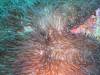 113 - Dive2-1 Pelagic Rock