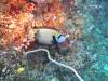 116 - Dive2-1 Pelagic Rock