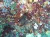 117 - Dive2-1 Pelagic Rock