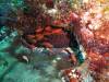 118 - Dive2-1 Pelagic Rock