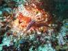 119 - Dive2-1 Pelagic Rock