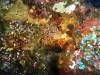 120 - Dive2-1 Pelagic Rock