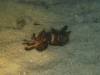 119 - Dive3-4 Pearl Farm Jetty