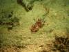 131 - Dive3-4 Pearl Farm Jetty