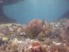 102 - Dive4-2 The Arch