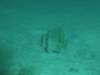 122 - Dive4-2 The Arch