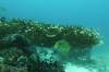 107 - Dive4-3 Melissas Garden