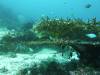 109 - Dive4-3 Melissas Garden
