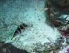 115 - Dive4-3 Melissas Garden