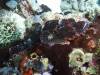 134 - Dive4-3 Melissas Garden