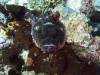 135 - Dive4-3 Melissas Garden